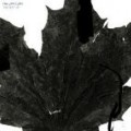 Fra Lippo Lippi - The Best Of