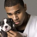 Chris Brown critiqué pour avoir vendu ses chiens